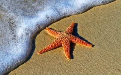 What’s in your Beach Bag?
